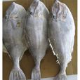 馬頭魚 馬頭魚