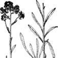 沙生蠟菊 沙生蠟菊