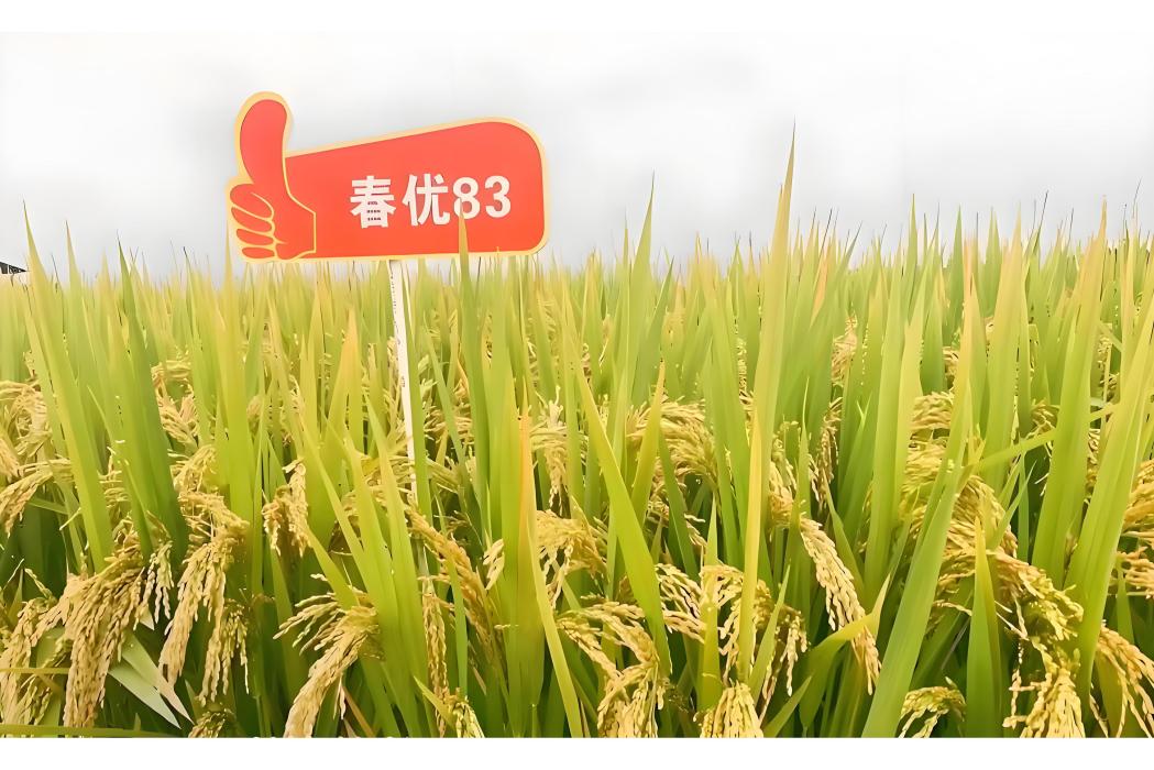 春優83