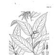 皂帽花 皂帽花