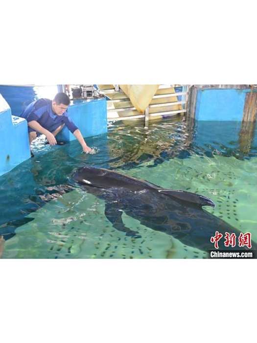 海莉(在三亞擱淺獲救的短肢領航鯨) 海莉(在三亞擱淺獲救的短肢領航鯨)
