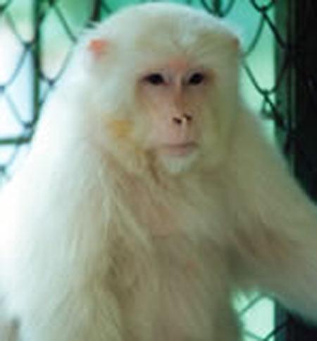 白化動物 猴