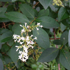 Ligustrum ovalifolium