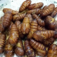 油炸蠶蛹 油炸蠶蛹