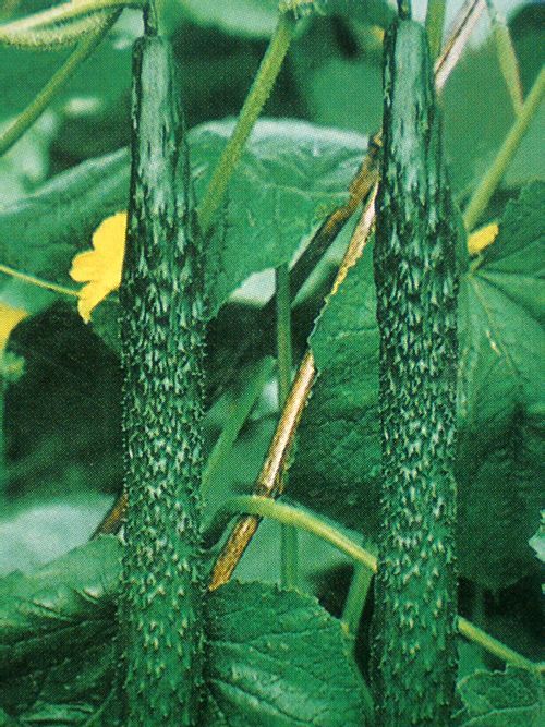 明研4號 明研4號