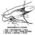 犁鼻器