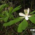 山杜仲(植物) 山杜仲(植物)