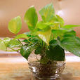 綠蘿(常綠藤植物) 綠蘿(常綠藤植物)