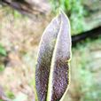 呂宋舌蕨 呂宋舌蕨