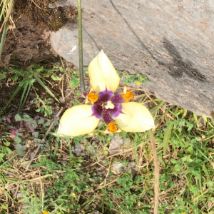 Hesperoxiphion pardalis