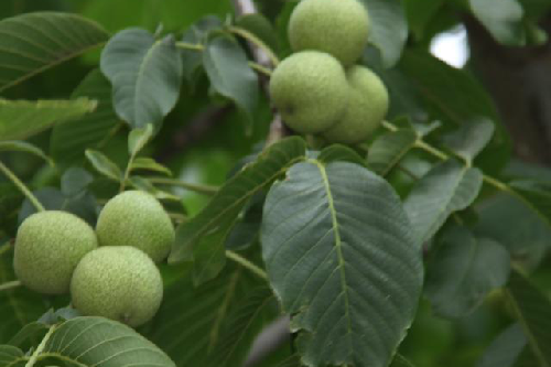 青胡桃果 青胡桃果