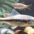 缺須盆唇魚 缺須盆唇魚