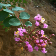 小花紫薇 小花紫薇