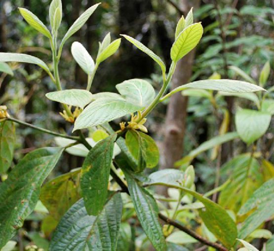 團香果(大毛葉楠) 團香果(大毛葉楠)