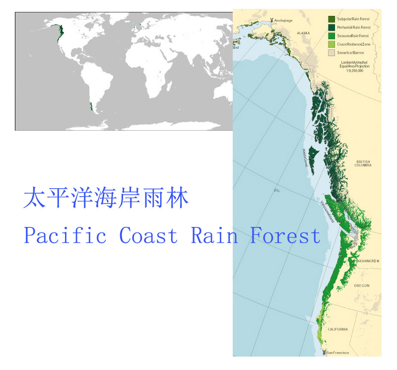 太平洋海岸雨林示意圖