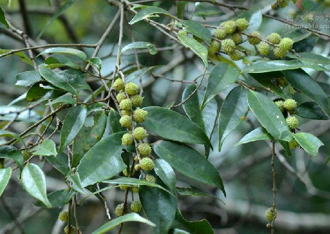 米櫧(小紅栲) 米櫧(小紅栲)