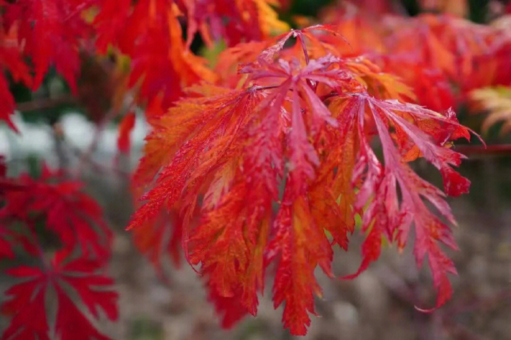 舞孔雀紅楓 舞孔雀紅楓