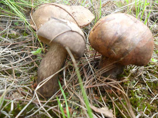雲南蘑菇