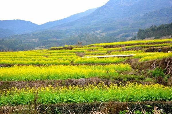 花古山 花古山