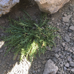 Jaborosa leucotricha