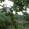 和坪村(雲南省紅河州元陽縣嘎娘鄉下轄村) 和坪村(雲南省紅河州元陽縣嘎娘鄉下轄村)