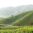 茶葉谷 茶葉谷
