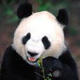 稀有動物(瀕危動物，國家重點保護對象)