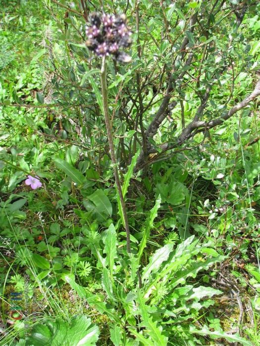 麗江風毛菊 麗江風毛菊