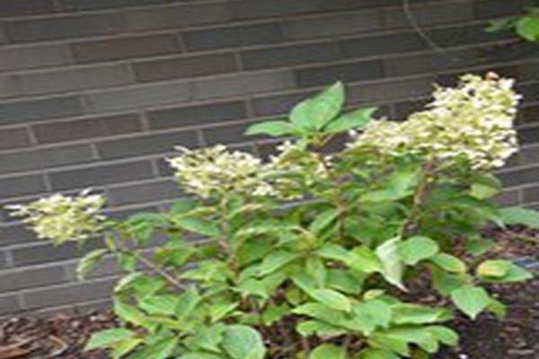 Hydrangea paniculata \x27Phantom\x27 Hydrangea paniculata \x27Phantom\x27
