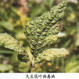 大豆花葉病 大豆花葉病