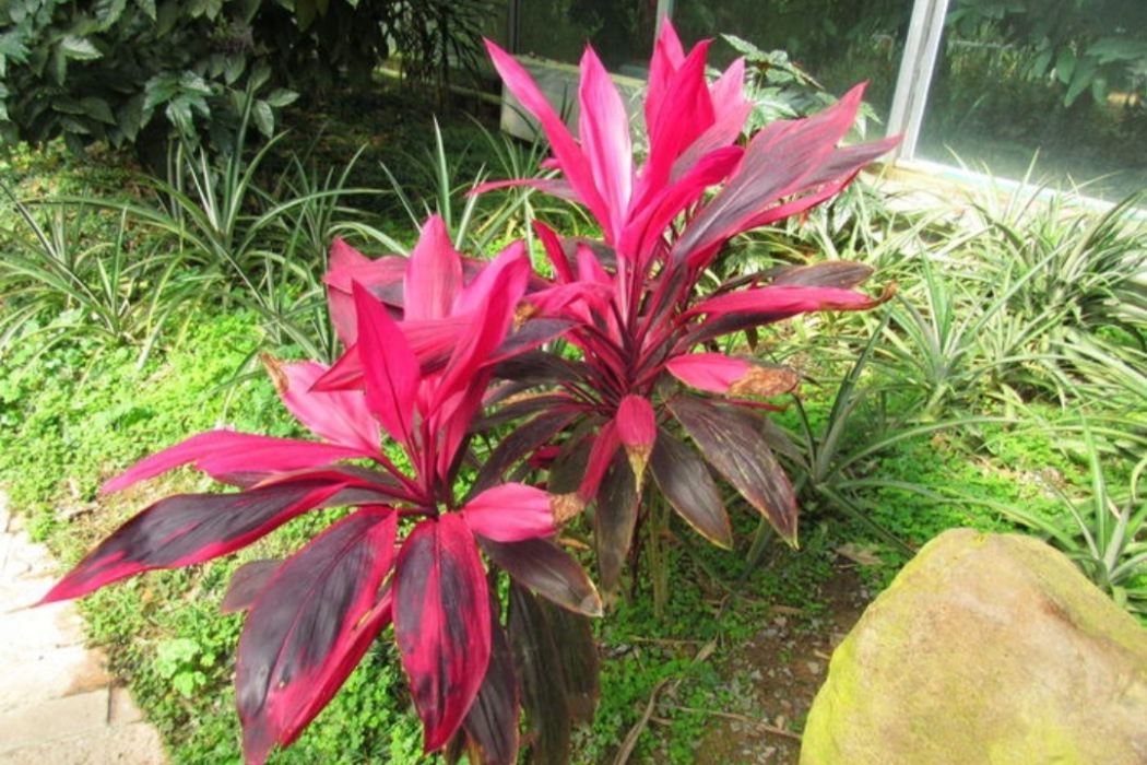 大葉紅(薔薇科植物) 大葉紅(薔薇科植物)