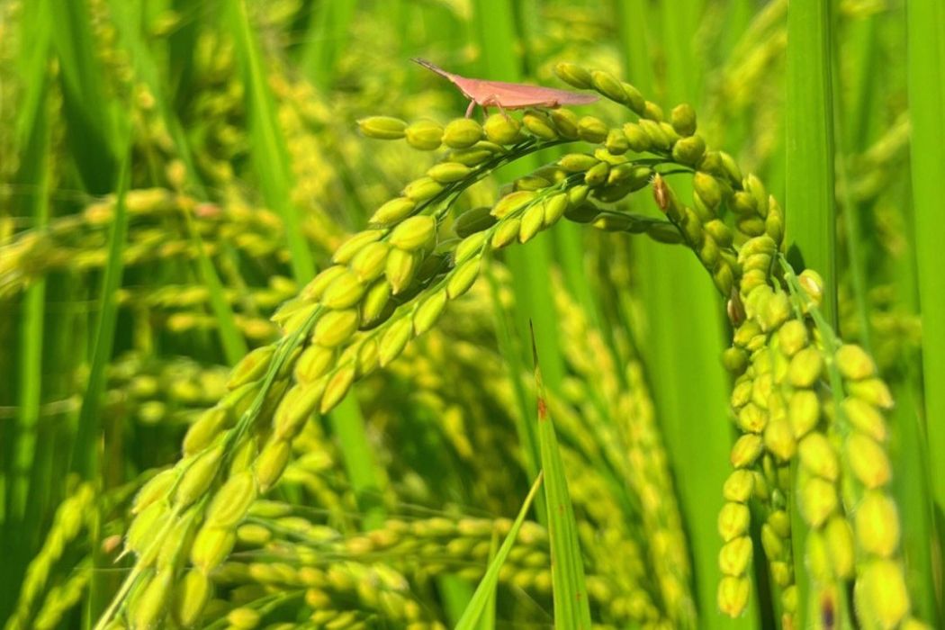皖稻70號 皖稻70號