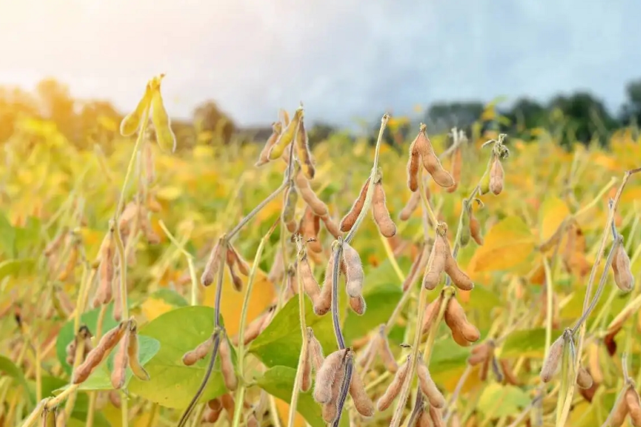 東生89 東生89