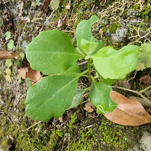 Sinapidendron sempervivifolium