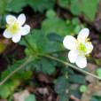 維西薔薇 維西薔薇