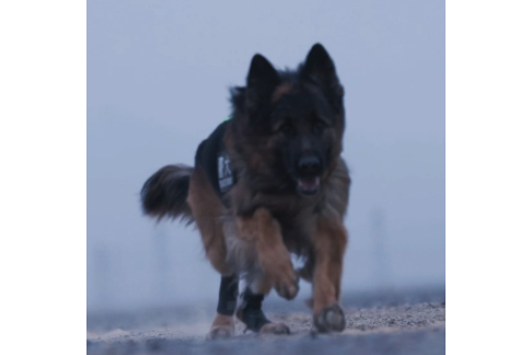 元凱(搜捕犬) 元凱(搜捕犬)