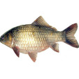 鯽魚(朝魚) 鯽魚(朝魚)