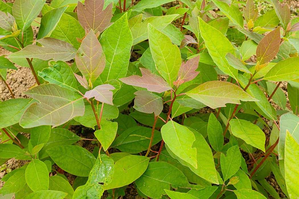 檫木家系CM45 檫木家系CM45