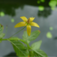 排草香 排草香