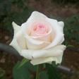 艾瑪(薔薇屬栽培品種) 艾瑪(薔薇屬栽培品種)