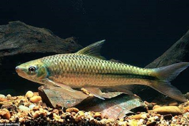 舌唇魚屬 舌唇魚屬