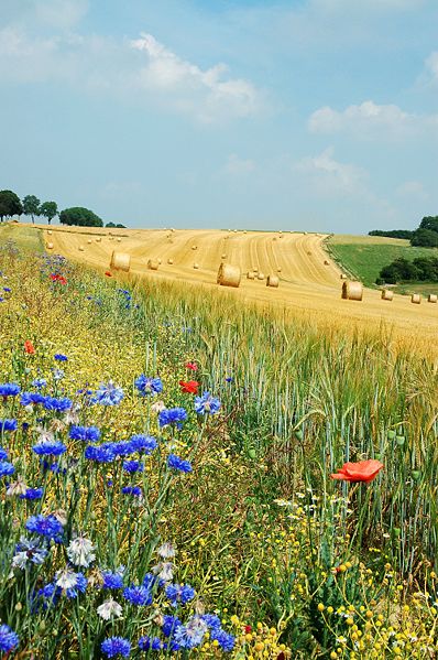比利時Hamois農區的夏季景觀