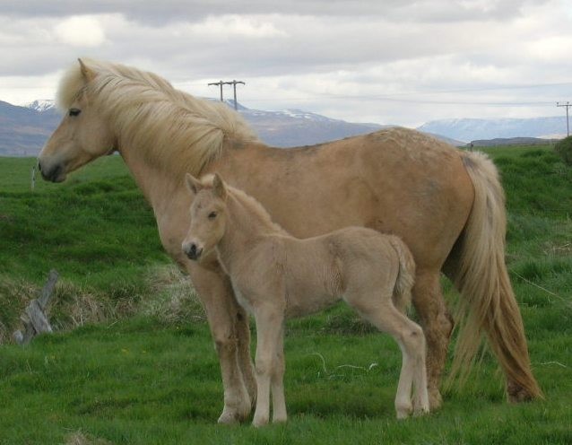 雌性冰川馬和她的寶寶