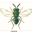 翠綠巨胸小蜂