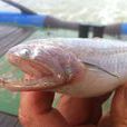 印度鐮齒魚 印度鐮齒魚