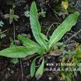 翼首草(川續斷科翼首花屬植物) 翼首草(川續斷科翼首花屬植物)