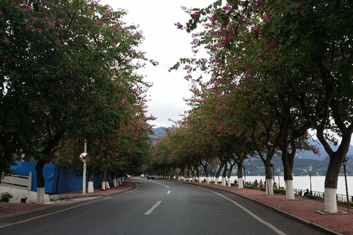 紫荊路(廣東省茂名市廣茂幼師校園紫荊路) 紫荊路(廣東省茂名市廣茂幼師校園紫荊路)