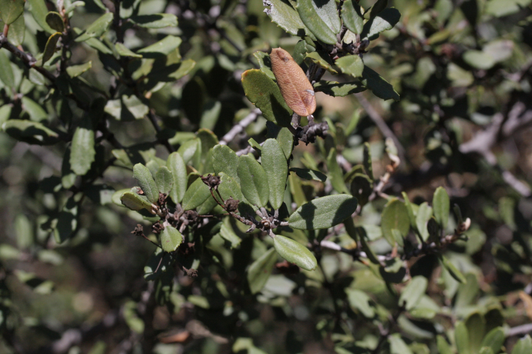 Ceanothus crassifolius