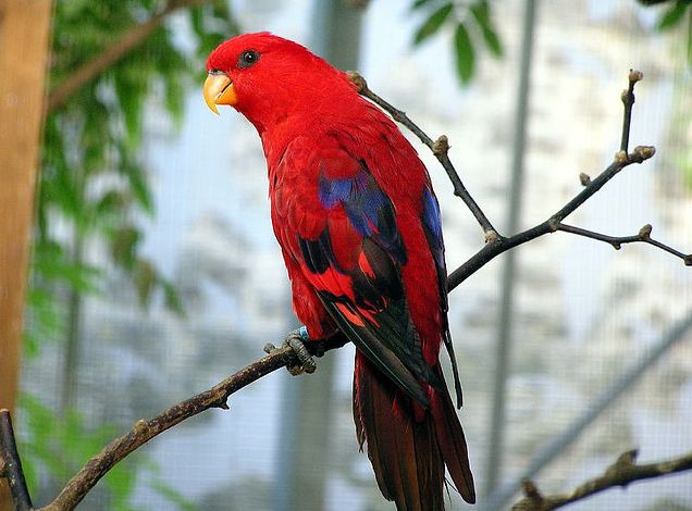 紅色吸蜜鸚鵡指名亞種
