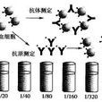 凝集試驗 凝集試驗